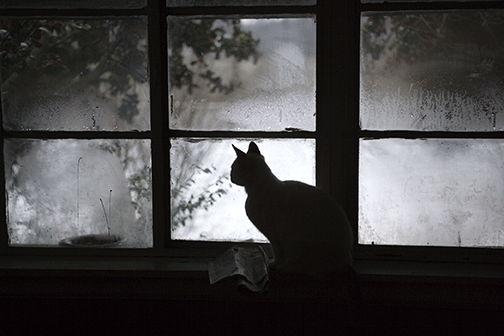 photo of cat looking out cold wet window