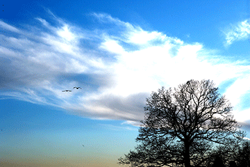 photo of two birds flying over leafless tree